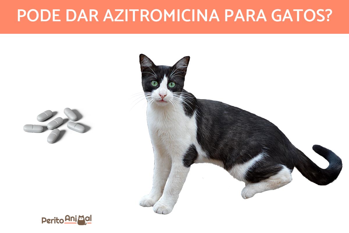 Pode dar azitromicina para gatos?