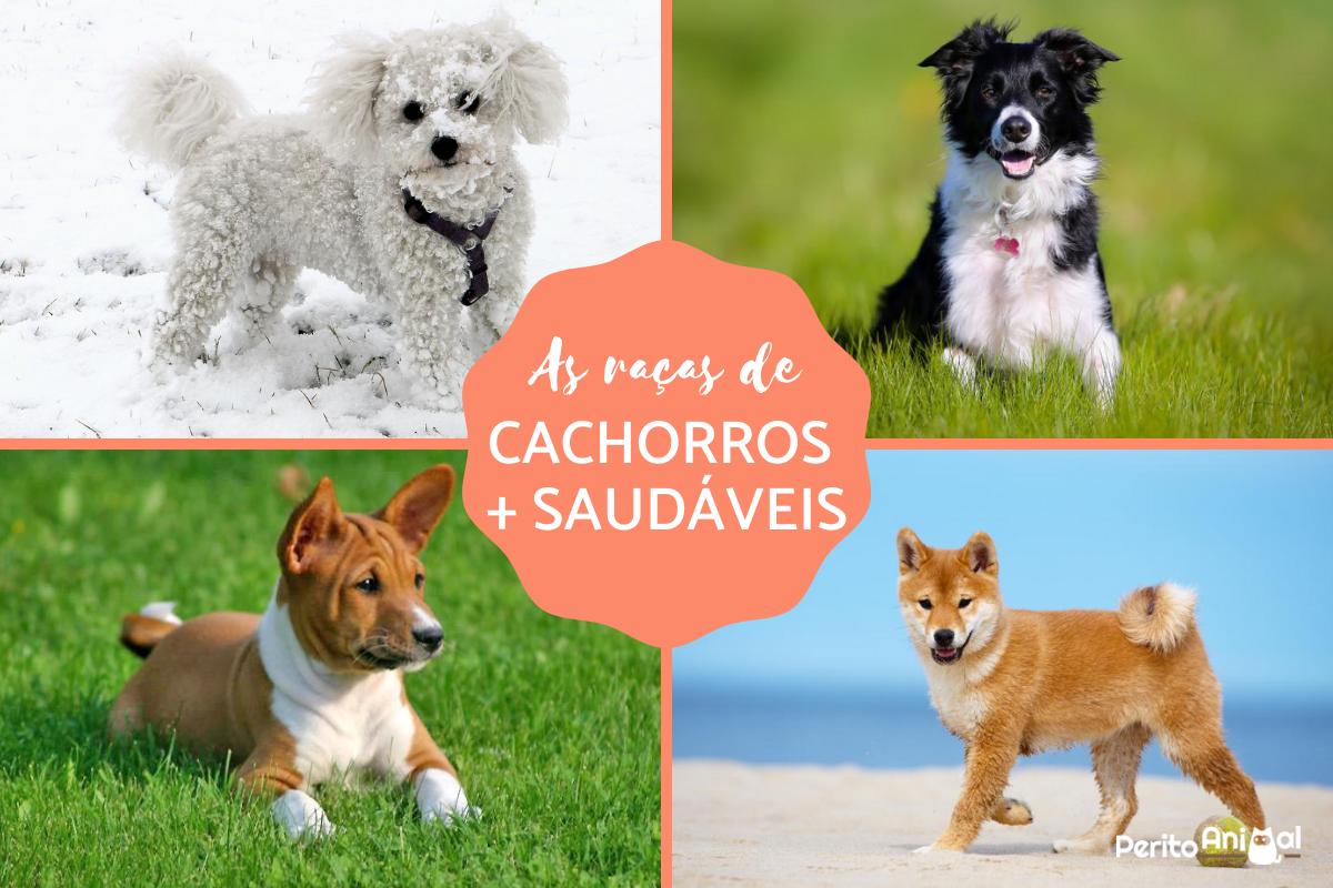 As 10 raças de cachorros mais saudáveis