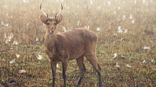 Quanto tempo vive um veado? - Impacto do habitat e da conservação na expectativa de vida