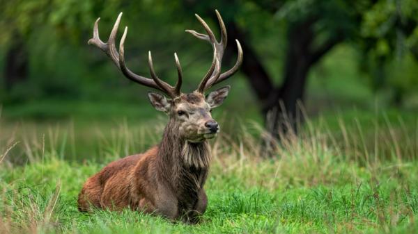 Quanto tempo vive um veado?