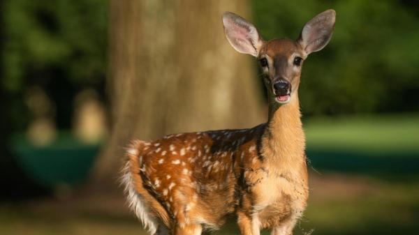 Quanto tempo vive um veado? - Quantos anos o veado vive?