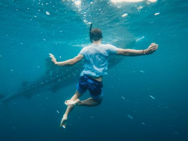 Os tubarões comem pessoas? - O que fazer em caso de ataque de tubarão