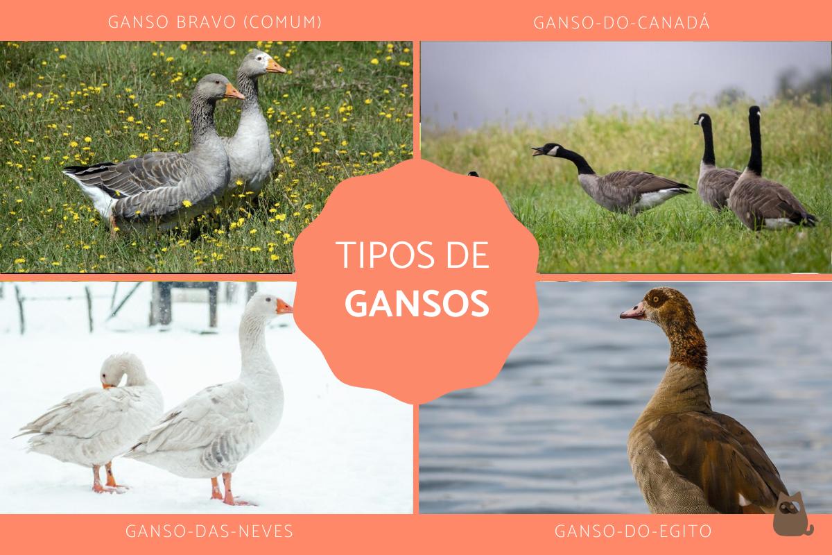 Tipos de gansos