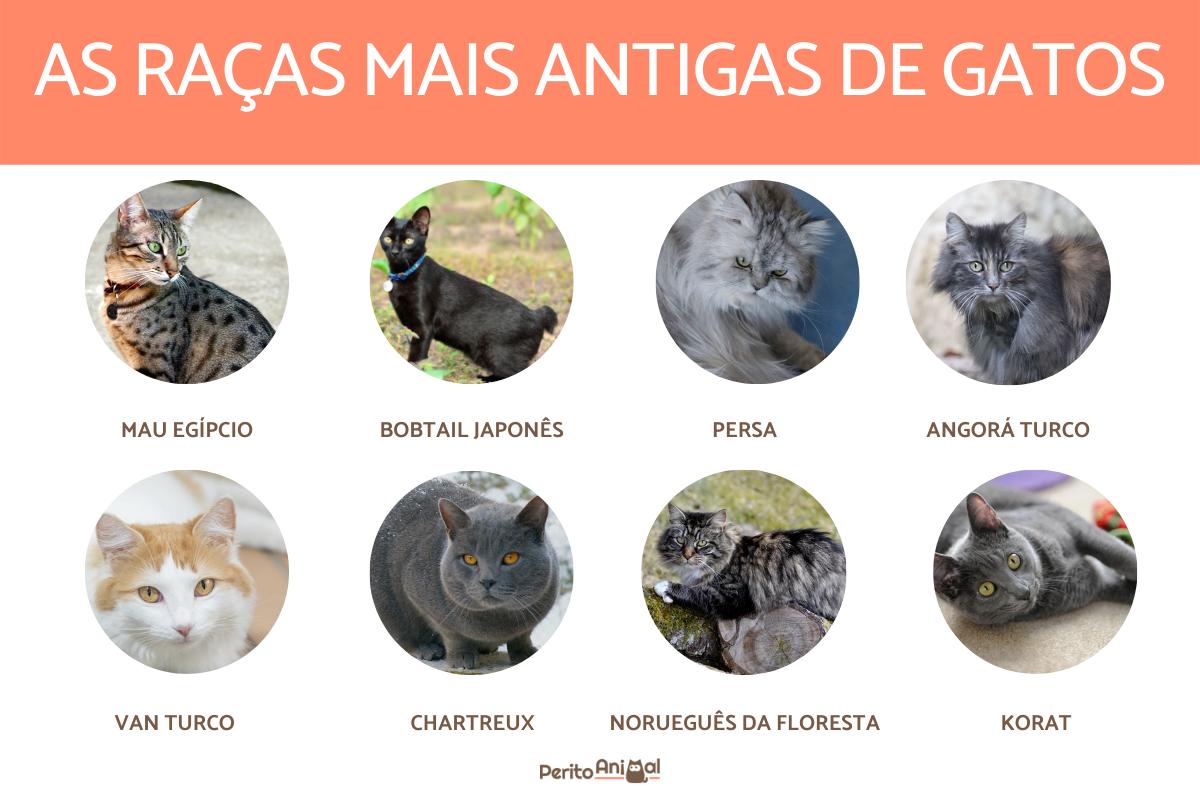 As raças de gatos mais antigas do mundo