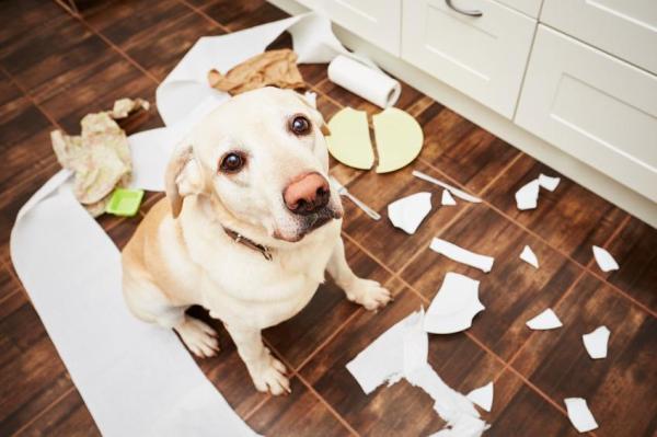 O que um cão sente quando os donos saem de casa? - 3. Ficam aborrecidos e fazem travessuras 