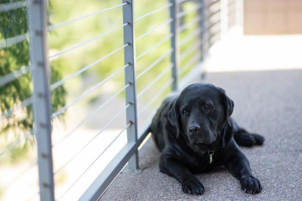 O que um cão sente quando os donos saem de casa? - 4. Ficam perto da porta, na varanda ou olham pela janela 