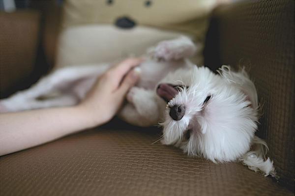 O que um cão sente quando os donos saem de casa? - 5. Ficam loucos com a sua chegada 