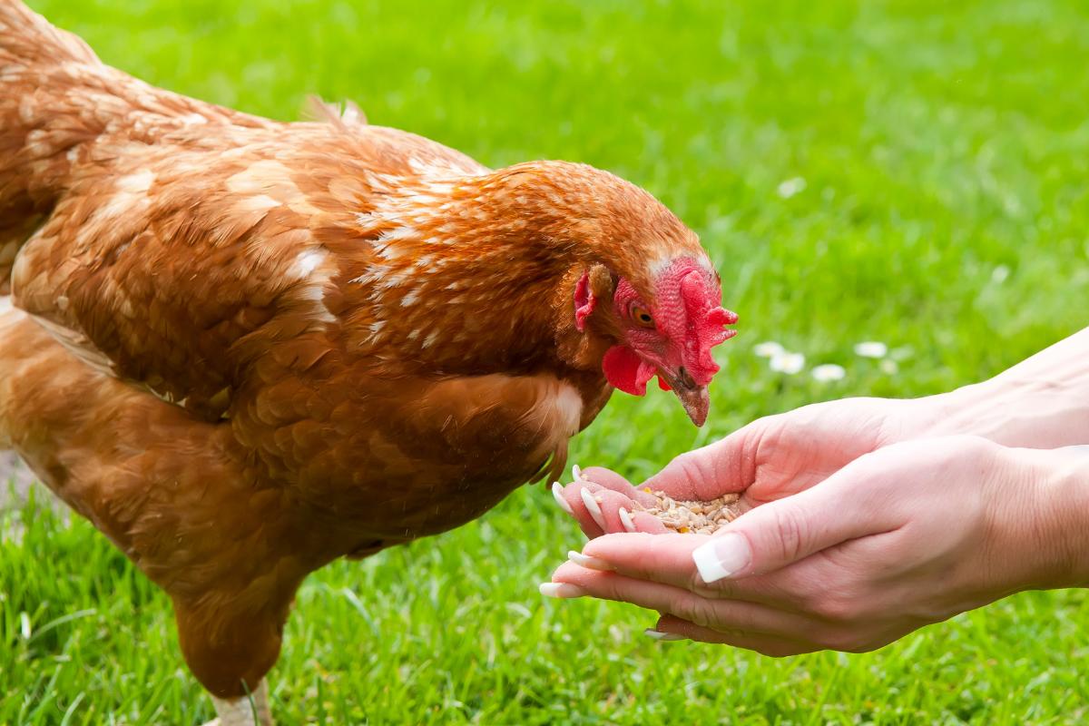 A galinha como animal de estimação