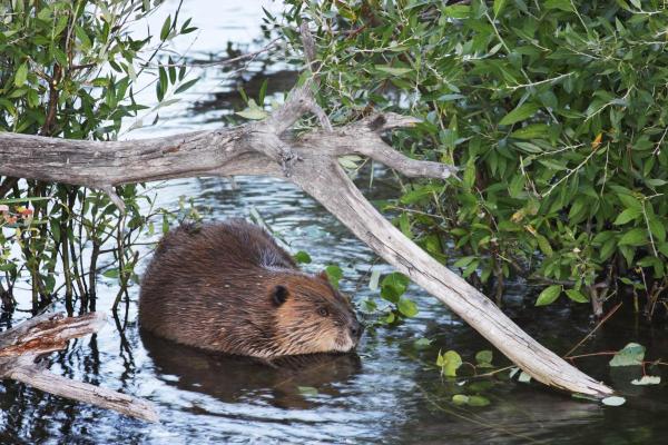 Quais os tipos de castores? - Castor norte-americano (Castor canadensis)