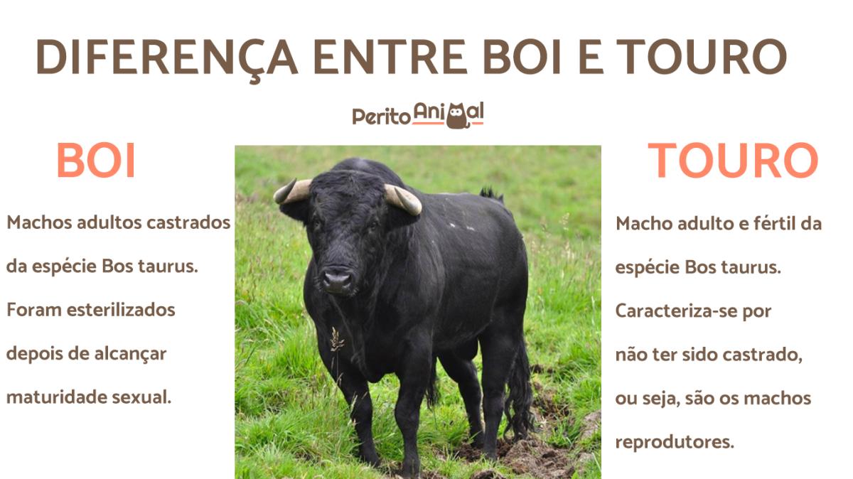 Diferença entre boi e touro