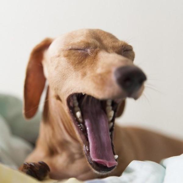 O que um cão sente quando os donos saem de casa?