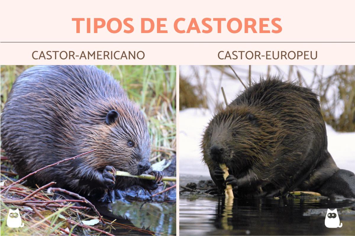 Quais os tipos de castores?