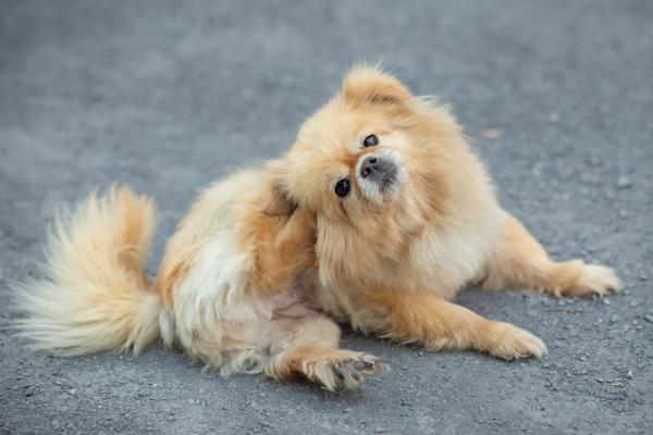 Meu cachorro se coça muito, mas não tem pulga - Causas