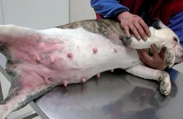 Meu cachorro se coça muito, mas não tem pulga - Causas -