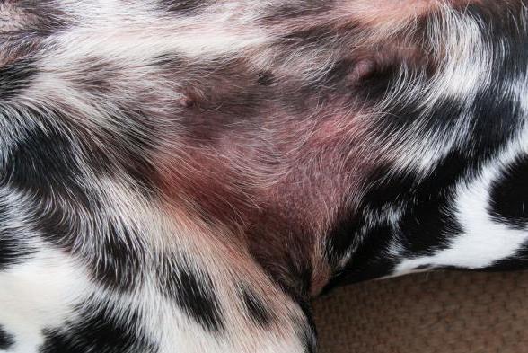 Meu cachorro se coça muito, mas não tem pulga - Causas -