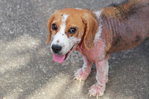 Meu cachorro se coça muito, mas não tem pulga - Causas -