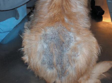 Meu cachorro se coça muito, mas não tem pulga - Causas - Meu cachorro se coça muito, mas não tem pulgas. O que pode ser?