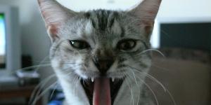 Porque os gatos têm a língua áspera?