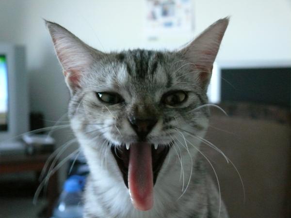 Porque os gatos têm a língua áspera?