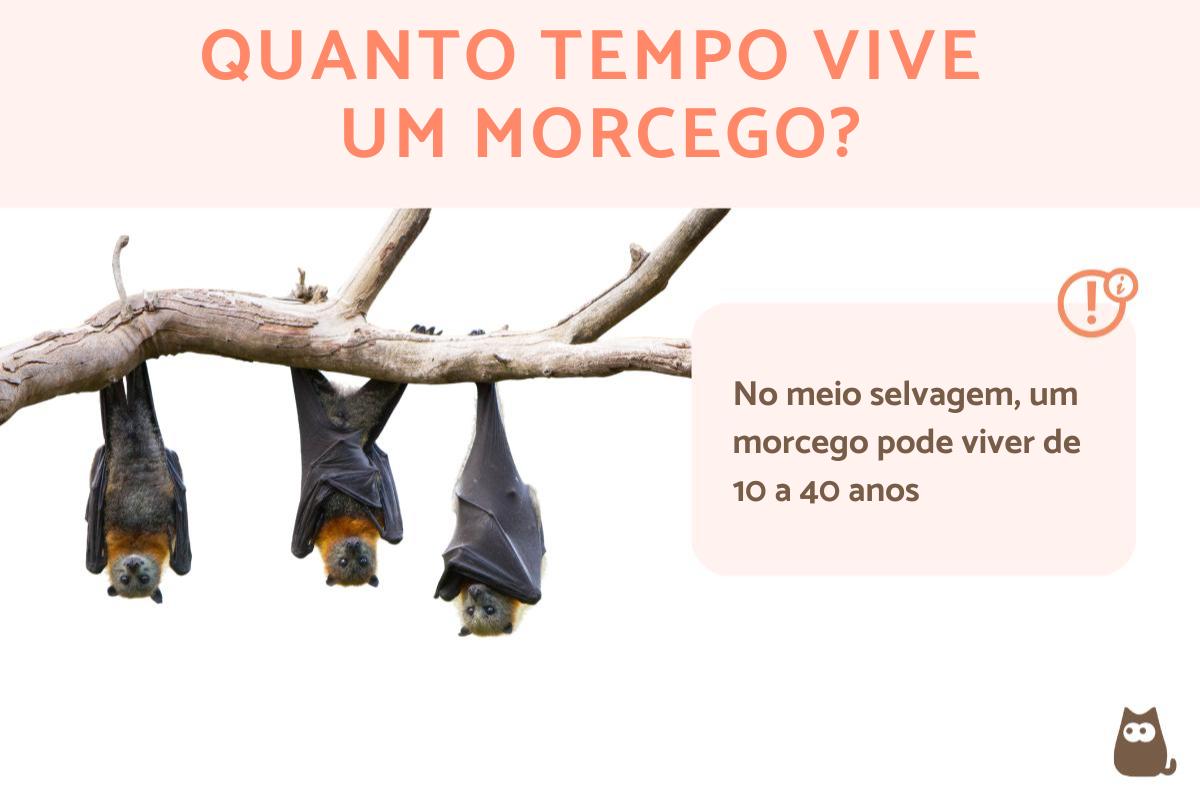 Quanto tempo vive um morcego?