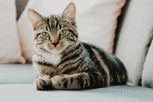 Advocate para gatos: para que serve, como usar e efeitos colaterais