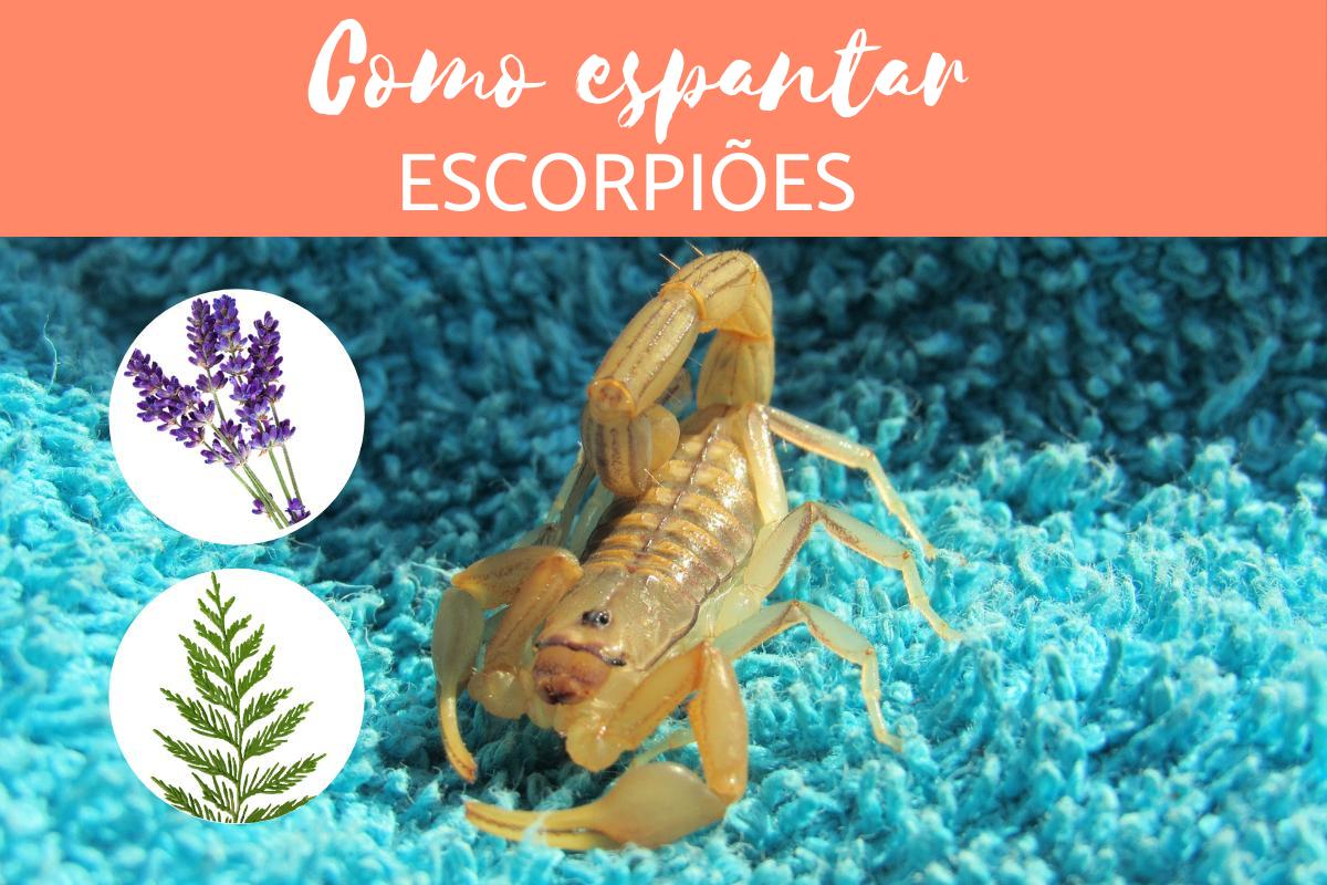 Como espantar escorpião?
