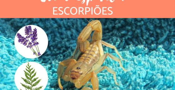 Como espantar escorpião?