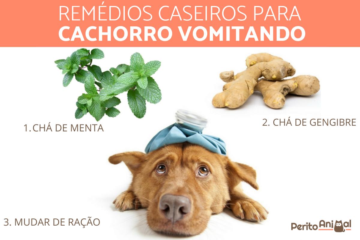Remédio caseiro para cachorro vomitando