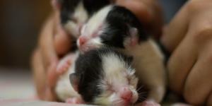 Como cuidar de um gato filhote abandonado?