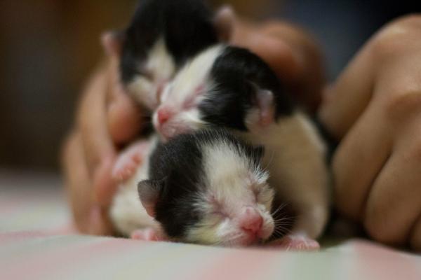 Como cuidar de um gato filhote abandonado?