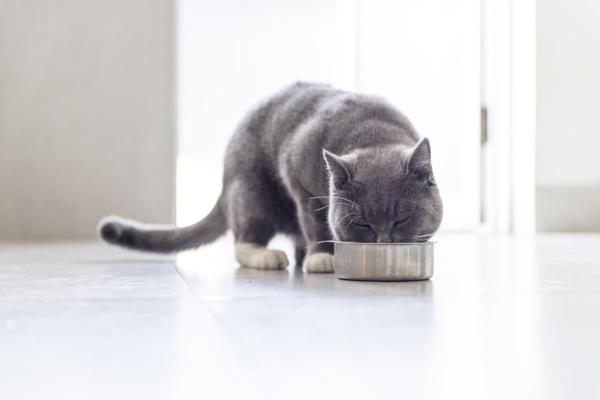 Ração renal para gatos - as melhores rações
