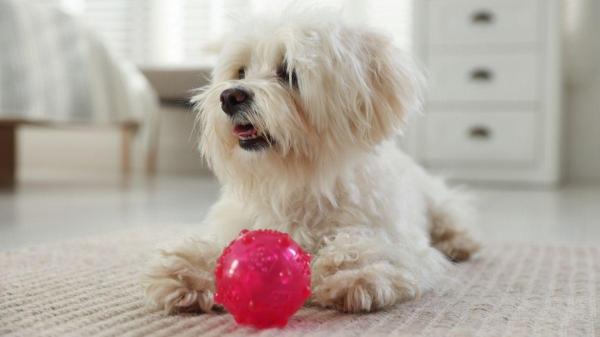 Cachorro rosnando do nada: o que pode ser e como lidar? - 3. Não quer que você se aproxime das “suas coisas” (comida, brinquedos ou cama)
