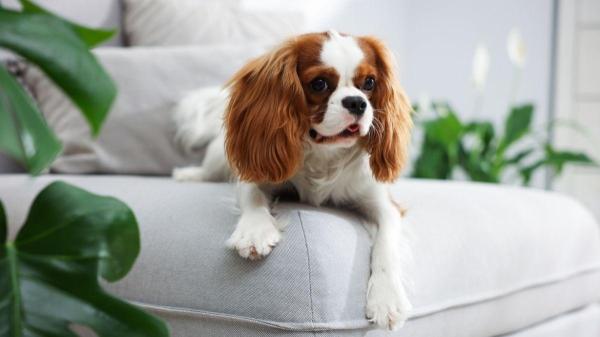 Cachorro rosnando do nada: o que pode ser e como lidar? - 5. Falta de limites claros também pode levar o cachorro a rosnar do nada