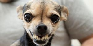 Cachorro rosnando do nada: o que pode ser e como lidar?