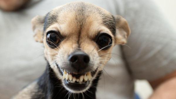 Cachorro rosnando do nada: o que pode ser e como lidar?