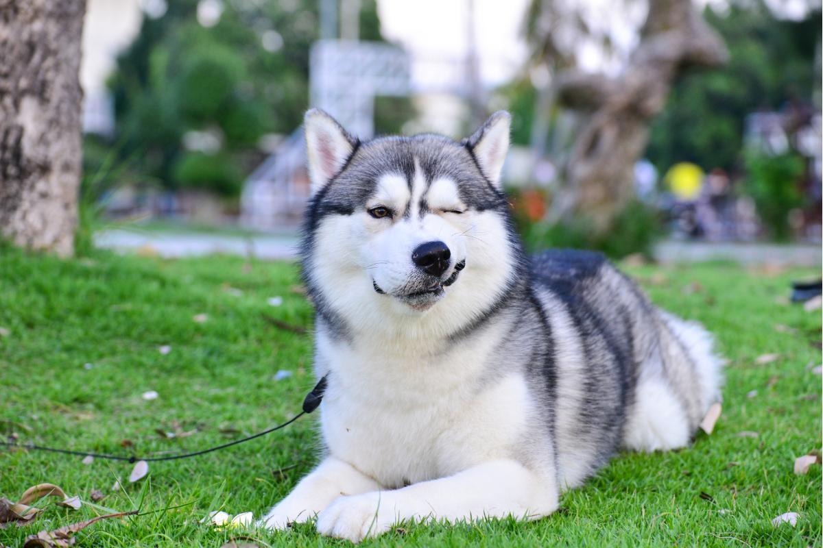 Husky siberiano é bravo?