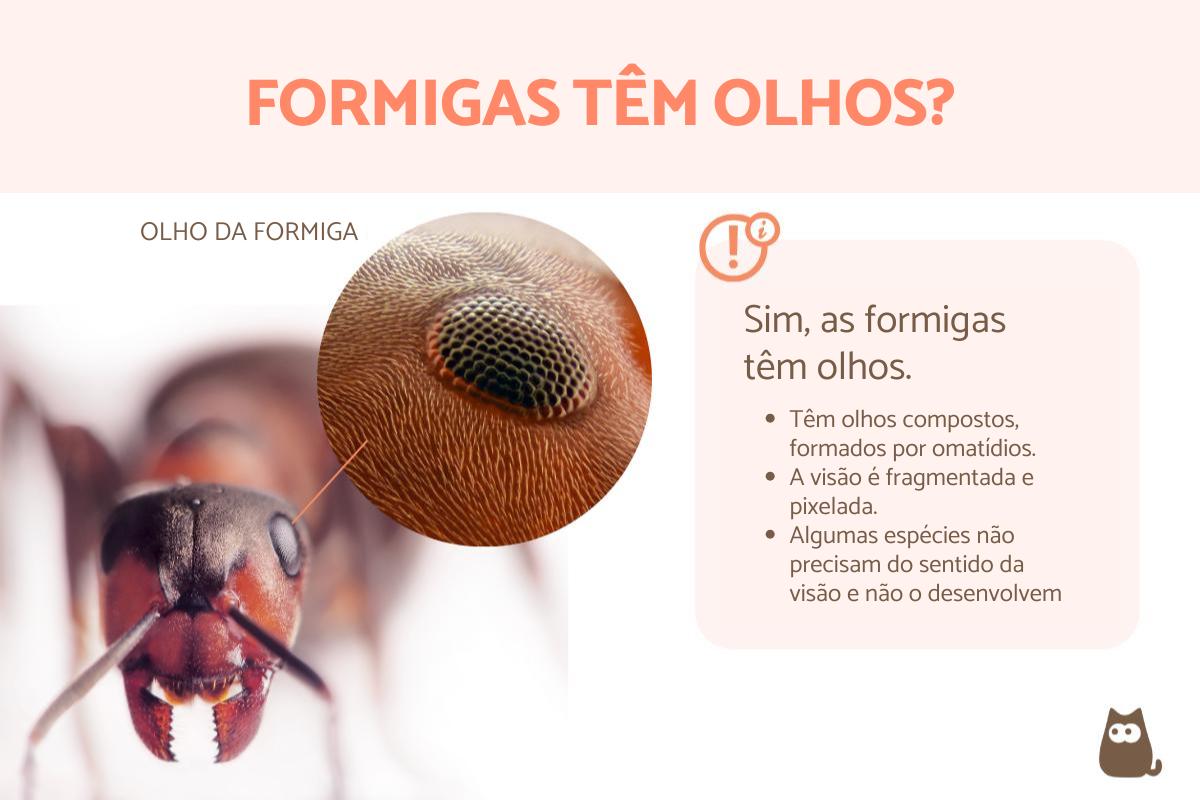 Formigas têm olhos?