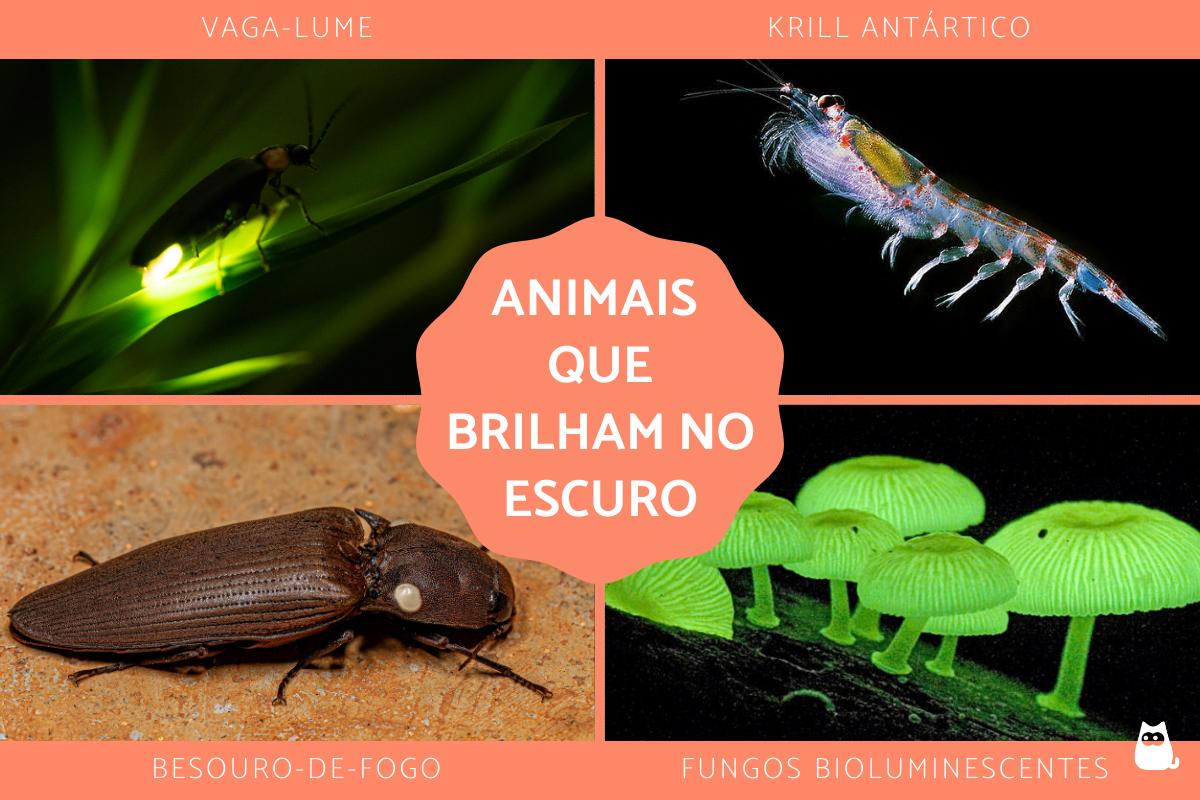 Animais que brilham no escuro