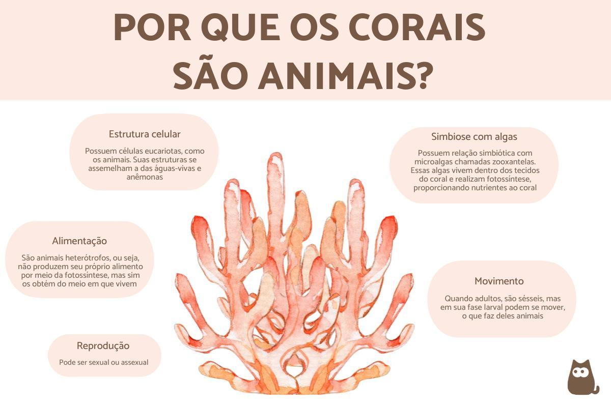 Qual a classificação do coral?