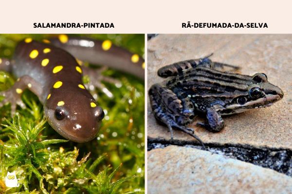 Quais animais comem aranhas? - Anfíbios que comem aranhas