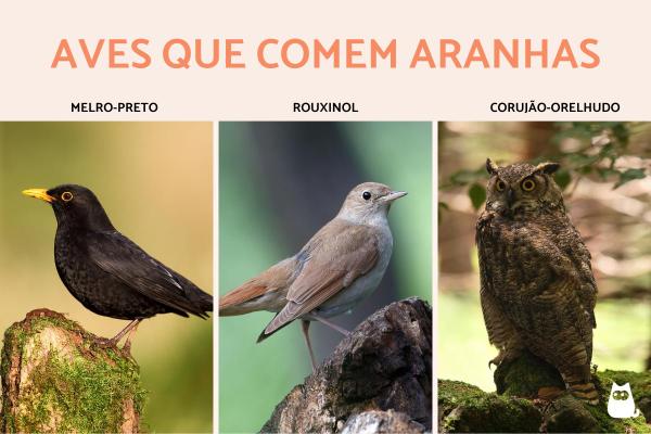 Quais animais comem aranhas? - Aves que comem aranhas
