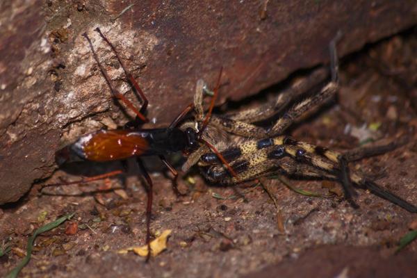 Quais animais comem aranhas? - Insetos que comem aranhas