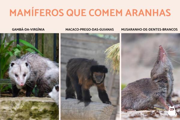 Quais animais comem aranhas? - Mamíferos que comem aranhas