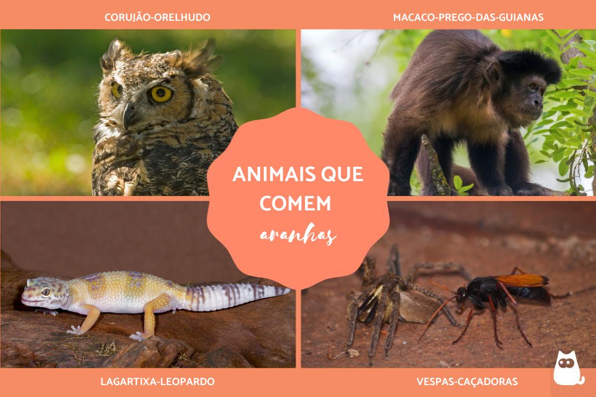 Quais animais comem aranhas?