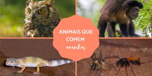 Quais animais comem aranhas?