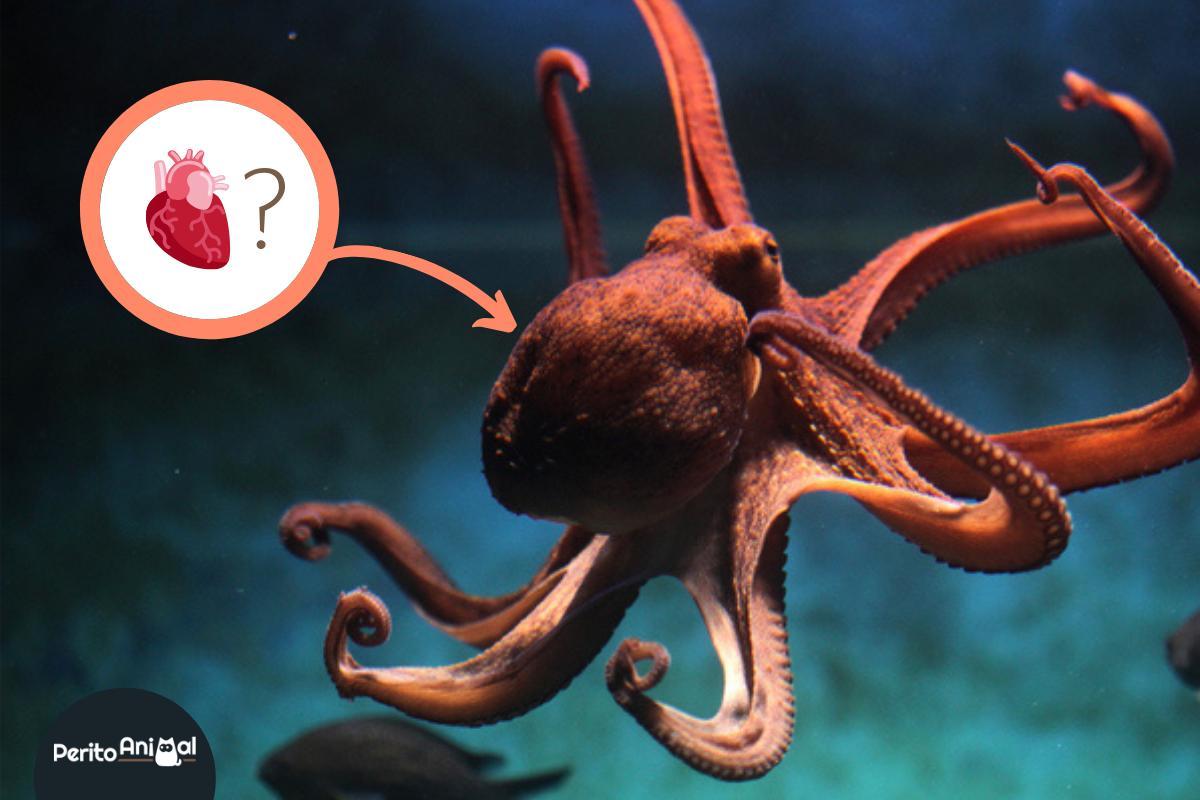 Quantos corações tem um polvo?