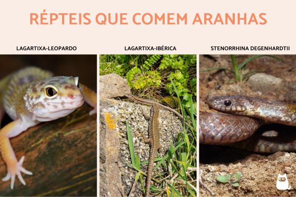 Quais animais comem aranhas? - Répteis que comem aranhas