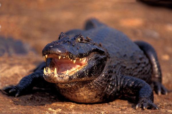 Tipos de jacarés - 1. Jacaré-de-papo-amarelo (Caiman latirostris)