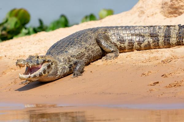 Tipos de jacarés - 2. Jacaretinga (Caiman crocodilus) 