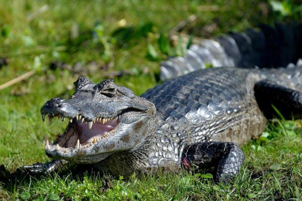 Tipos de jacarés - 3. Jacaré-do-pantanal (Caiman yacare)